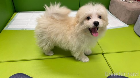 成約済の兵庫県のポメマル:ポメラニアン×マルチーズ-343421の7枚目
